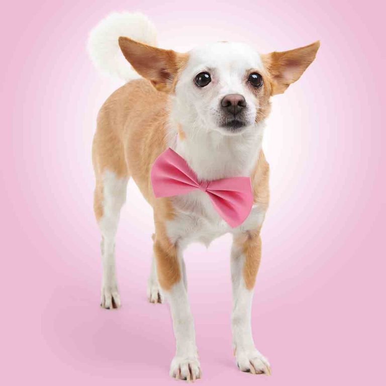 Character portrait of Roxy Sherman as Bruiser